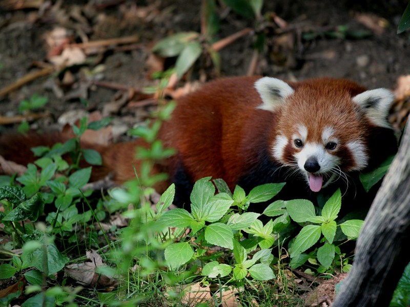 Red panda