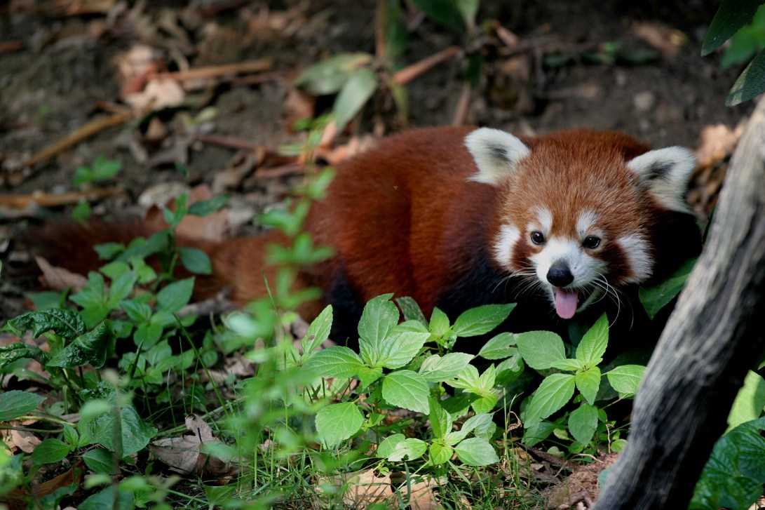 Red panda