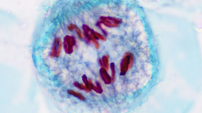 Cell undergoing meiosis