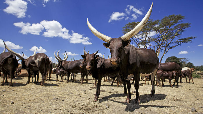 Cattle in sub-Saharan Africa